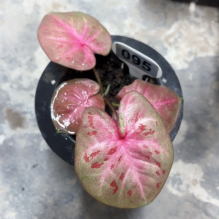 95-0208彩叶芋广东现货