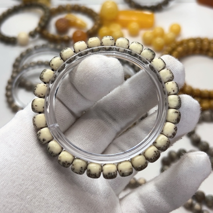 星月菩提8/7河豚单圈