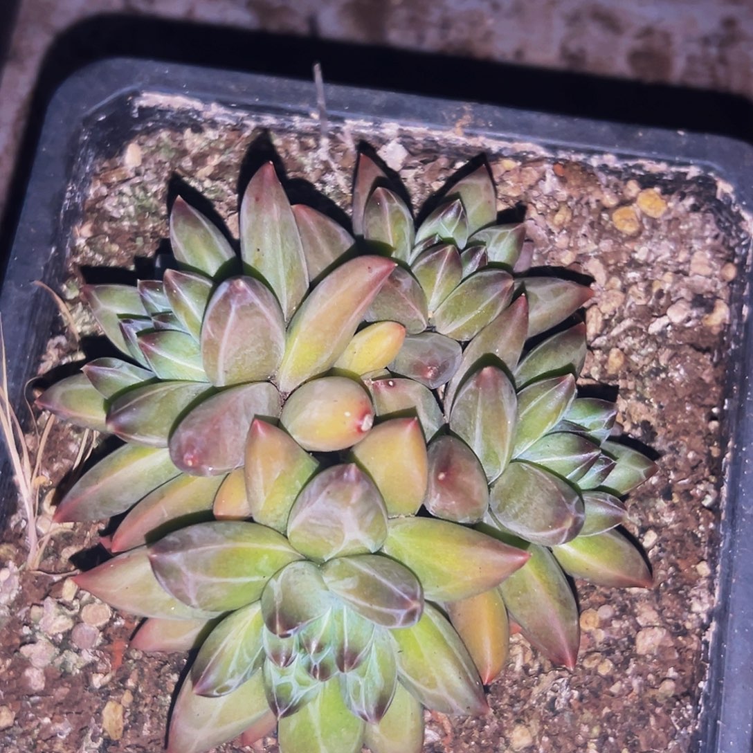 桔云多肉美人精品系列