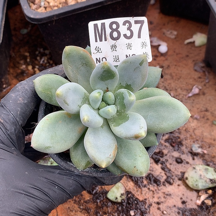 大单头胖体哥特 多肉植物 9.23号厚发货