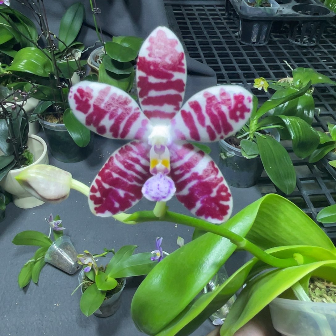 完全开放Ca685 开花株 609号