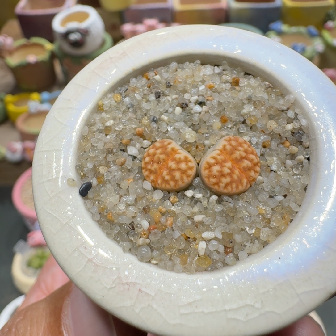 蘑菇1256花纹多肉植物