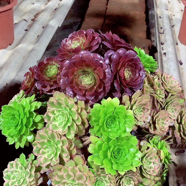 摘心粉黛，多肉植物