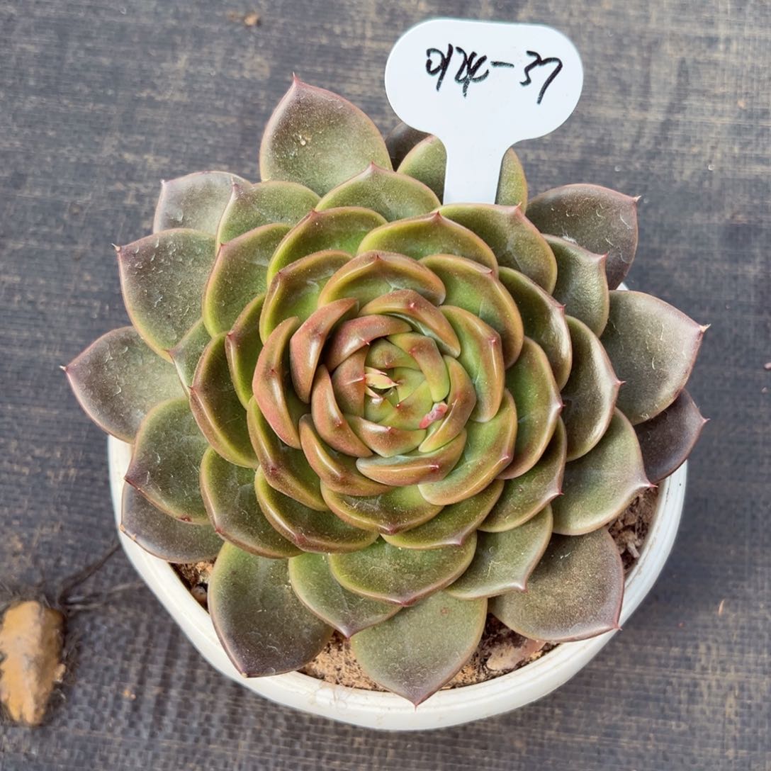 嗨0124-37蓝水鬼大号多肉