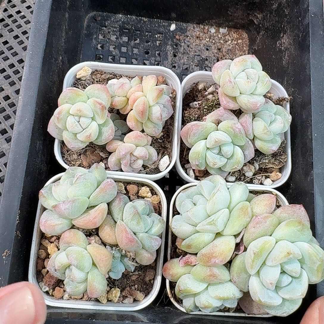 08 号到手1框一物一拍