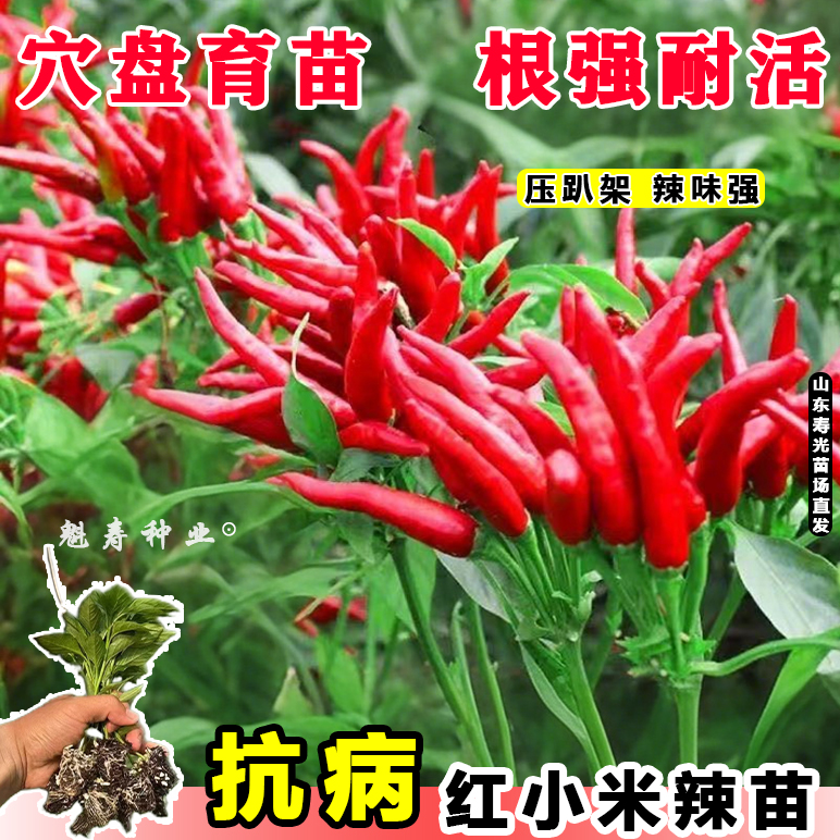 正宗特辣红小米辣秧苗带土球小米椒新鲜种子四季盆栽四季菜苗