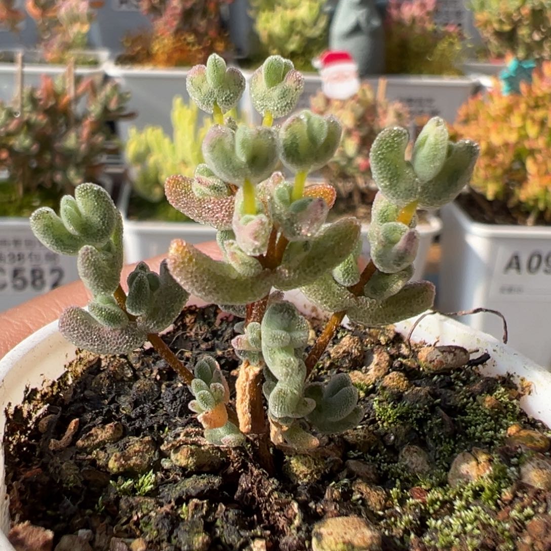 25-634乐曲精控迷你型