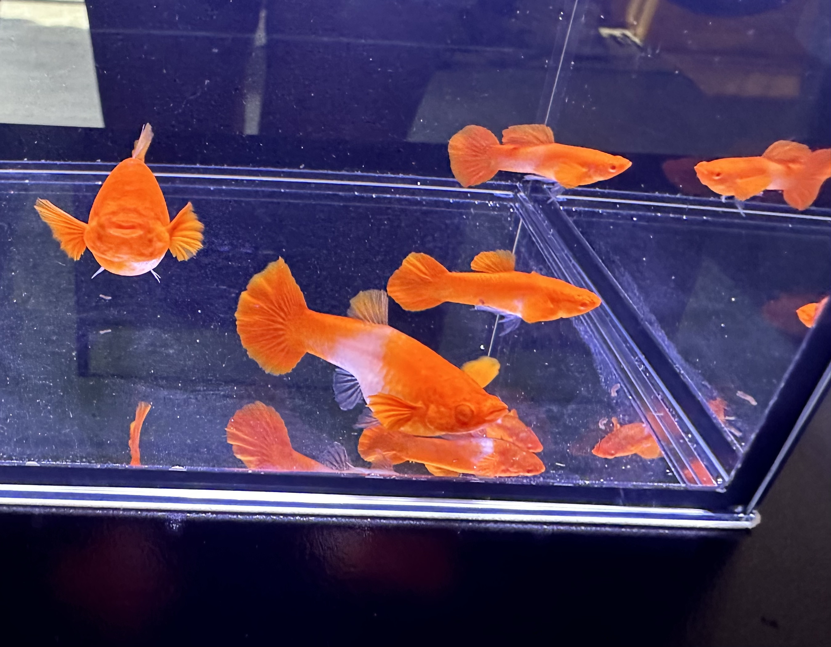 【双分水】带胎带孕小型热带孔雀鱼活体好养耐活观赏鱼