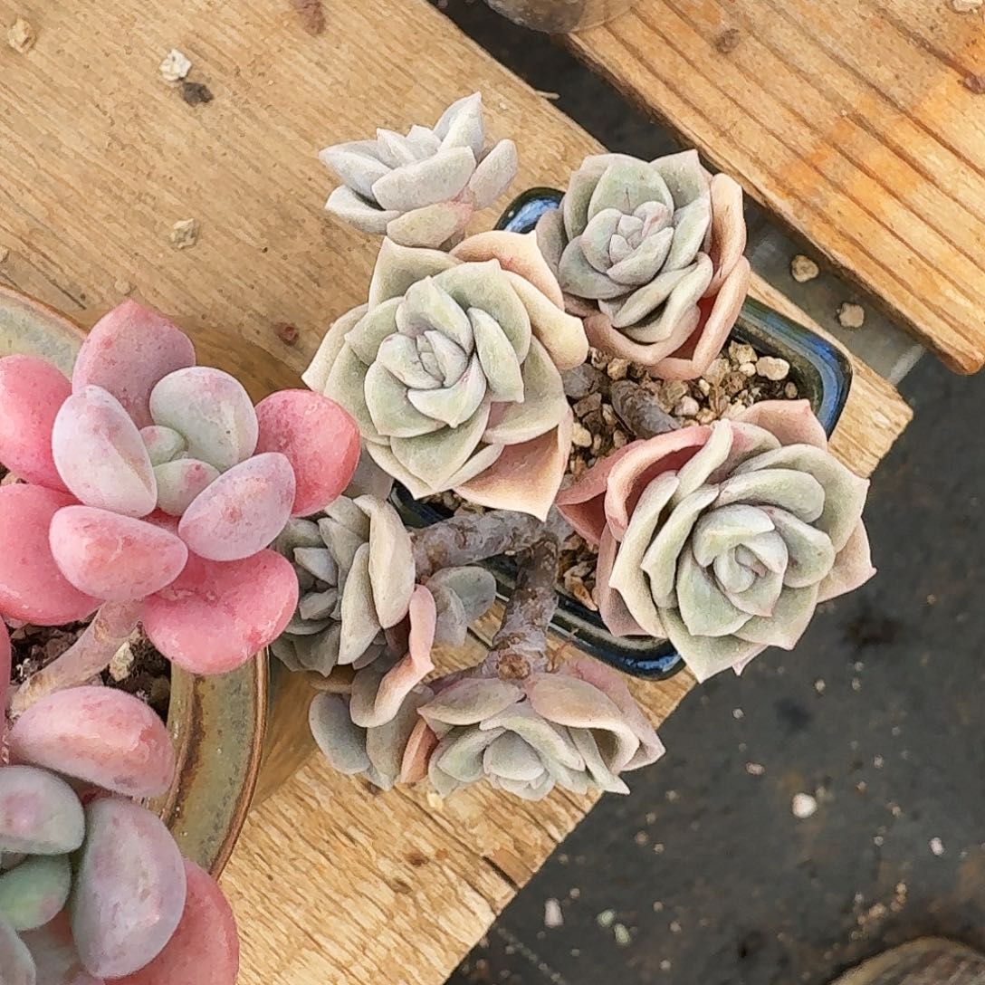 m*可爱玫瑰石化群生老桩