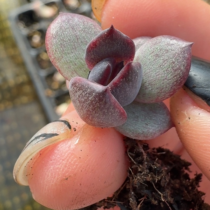 火焰山锦一物一拍222