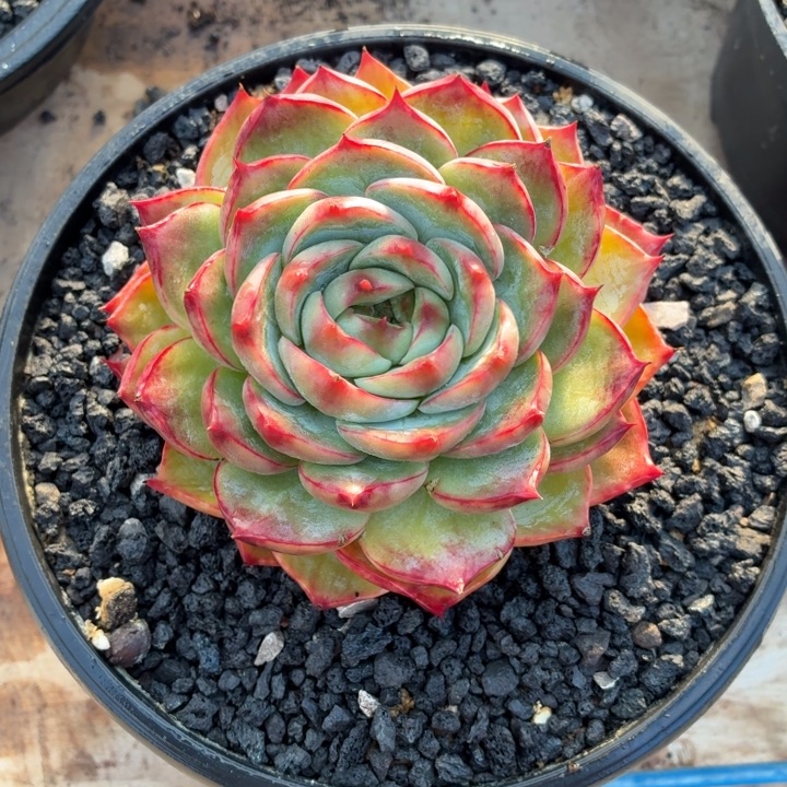 米***光多肉植物 惊鸿仙子-4