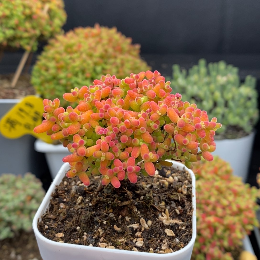 无花朵11号蜜橘糖球枝干粉