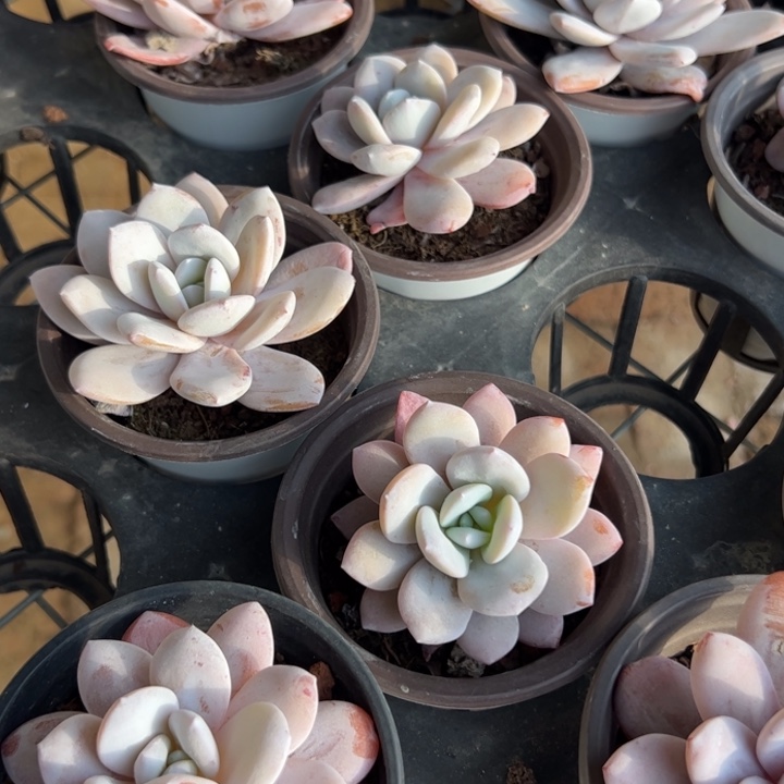 雪莲单头 随单发货