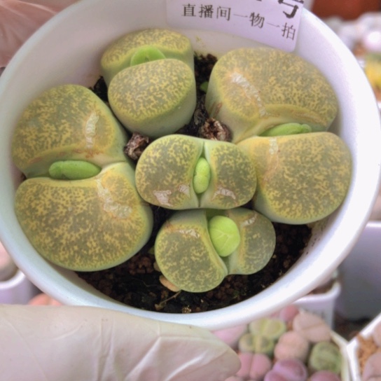 2921，如图开播福利