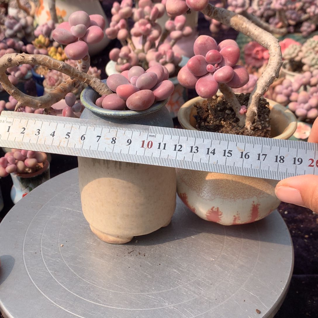 2颗不带盆偏远地区不包邮的