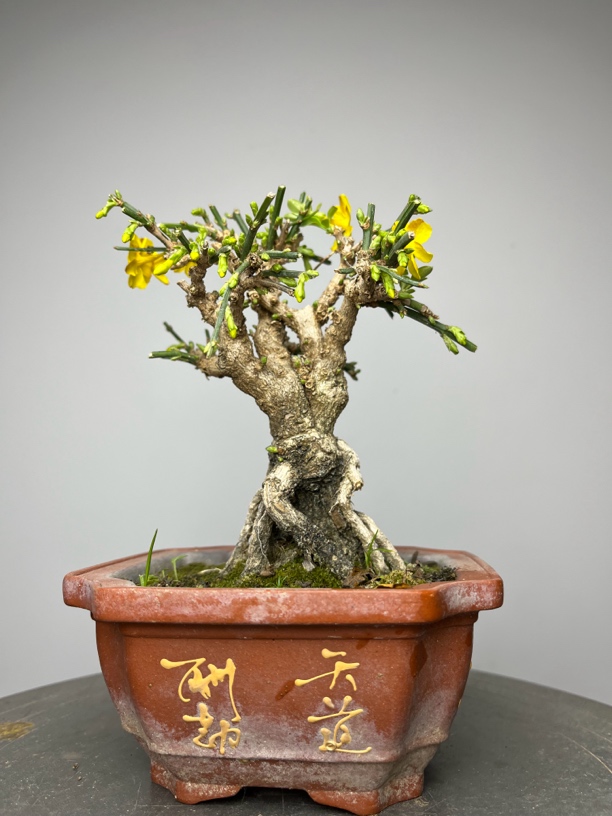 迎春花盆景老桩造型高端绿植客厅阳台装饰