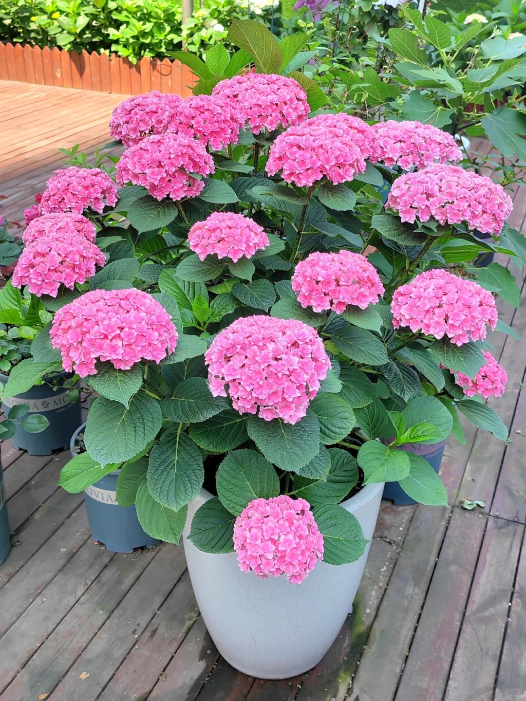 经典重瓣大花绣球太阳神殿满头花苞带花发货南方北方种植盆栽地栽