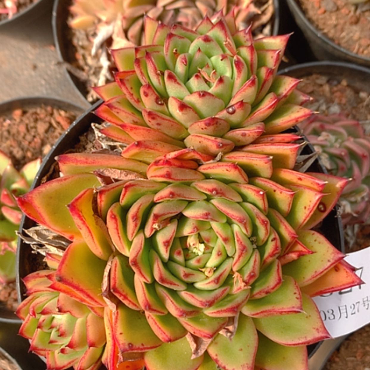 【闪购商品】云627号