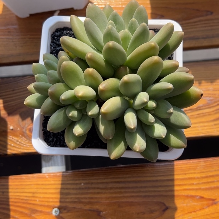 张张精品多肉甄选x系列