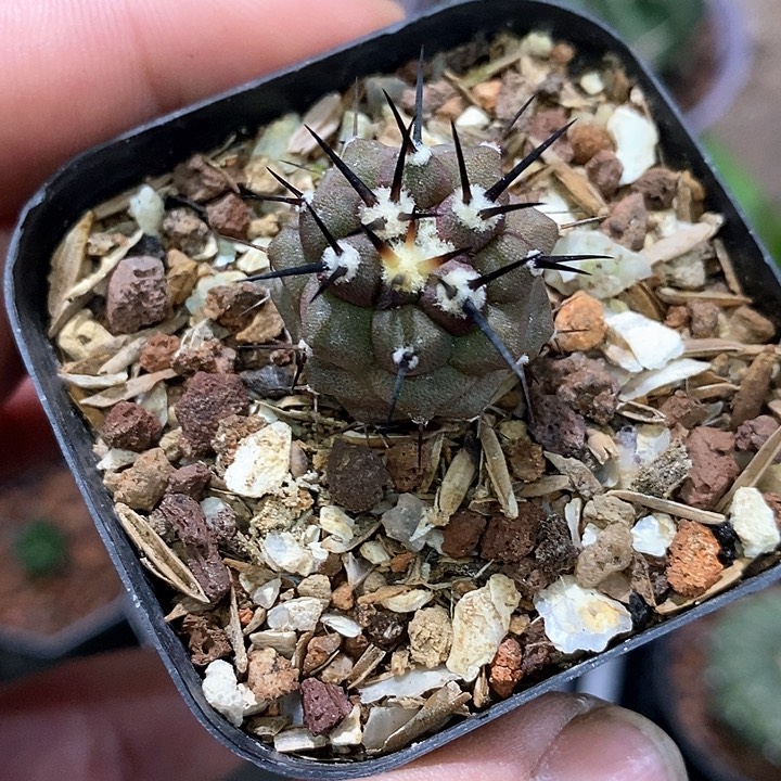 孤品实生优选粗刺黑王丸2.3cm仙人球