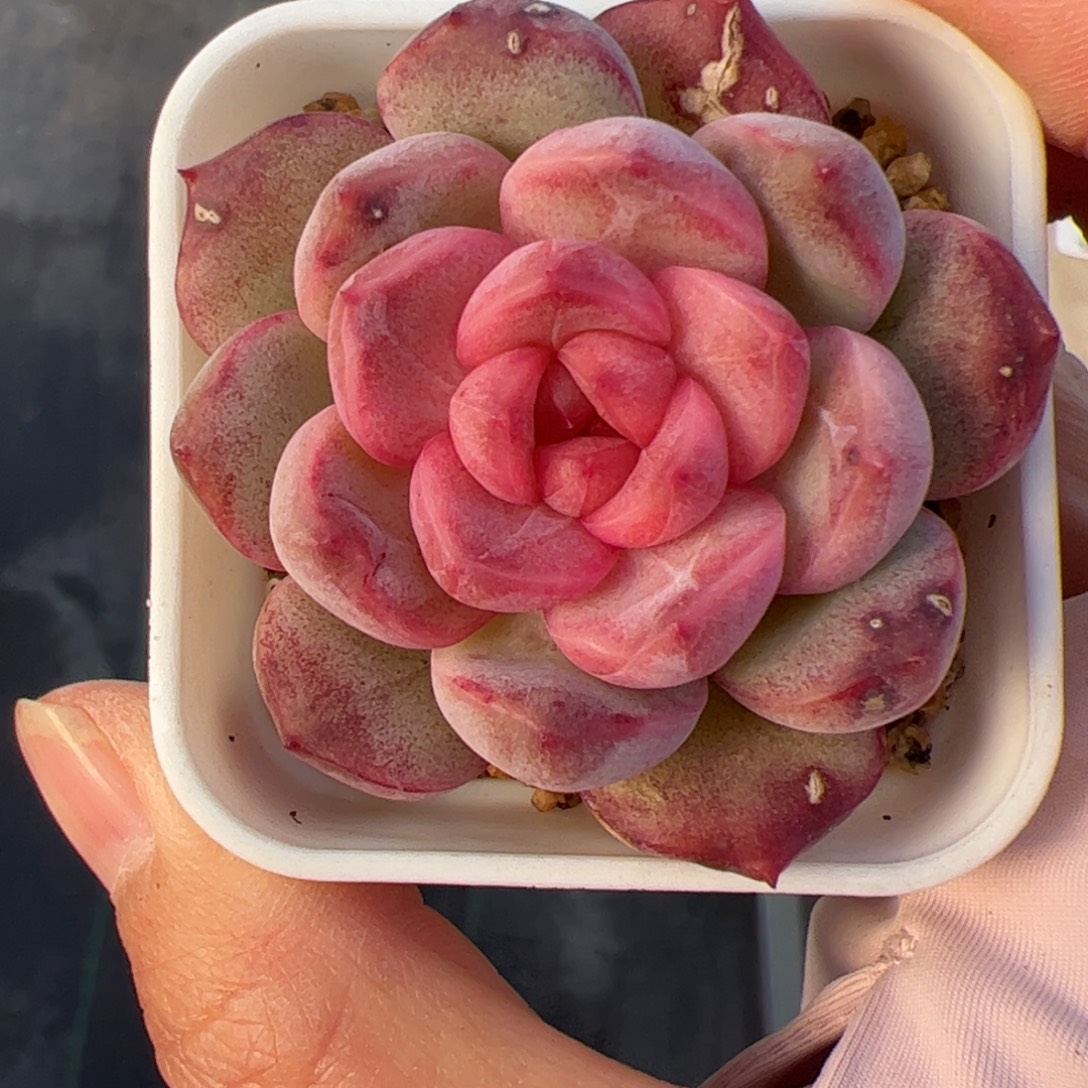 往***生720 多肉植物组合盆栽