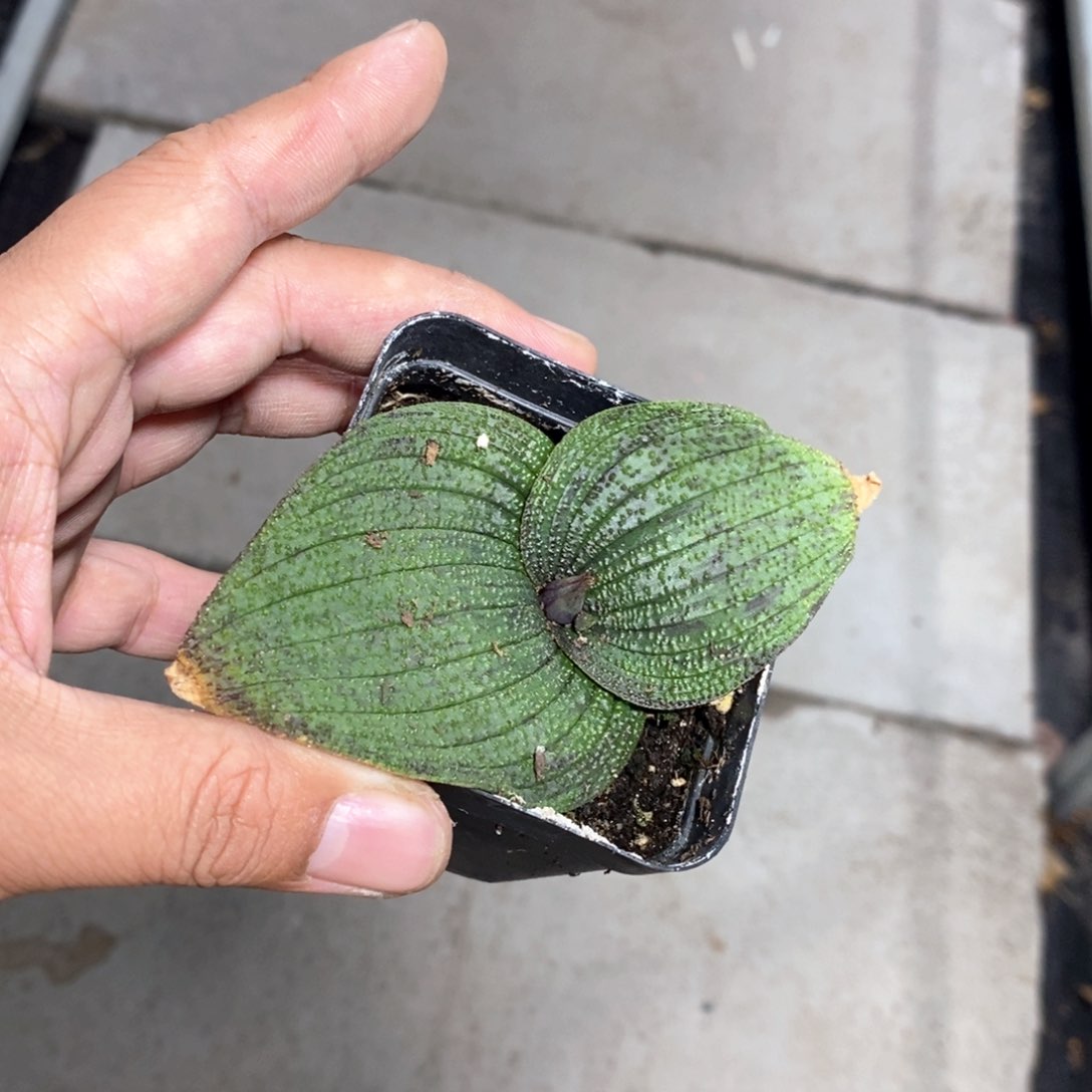 紫镜多肉植物一个