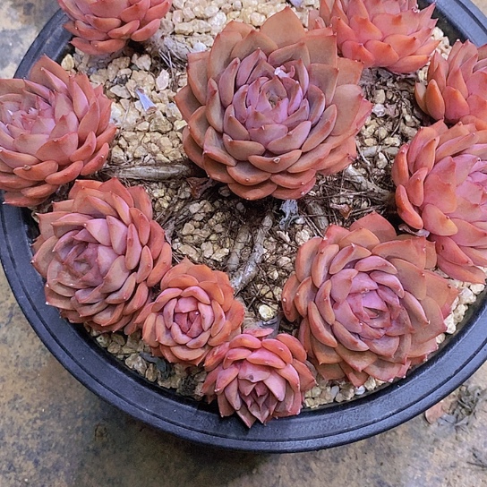 小*丁红玫瑰多肉植物群