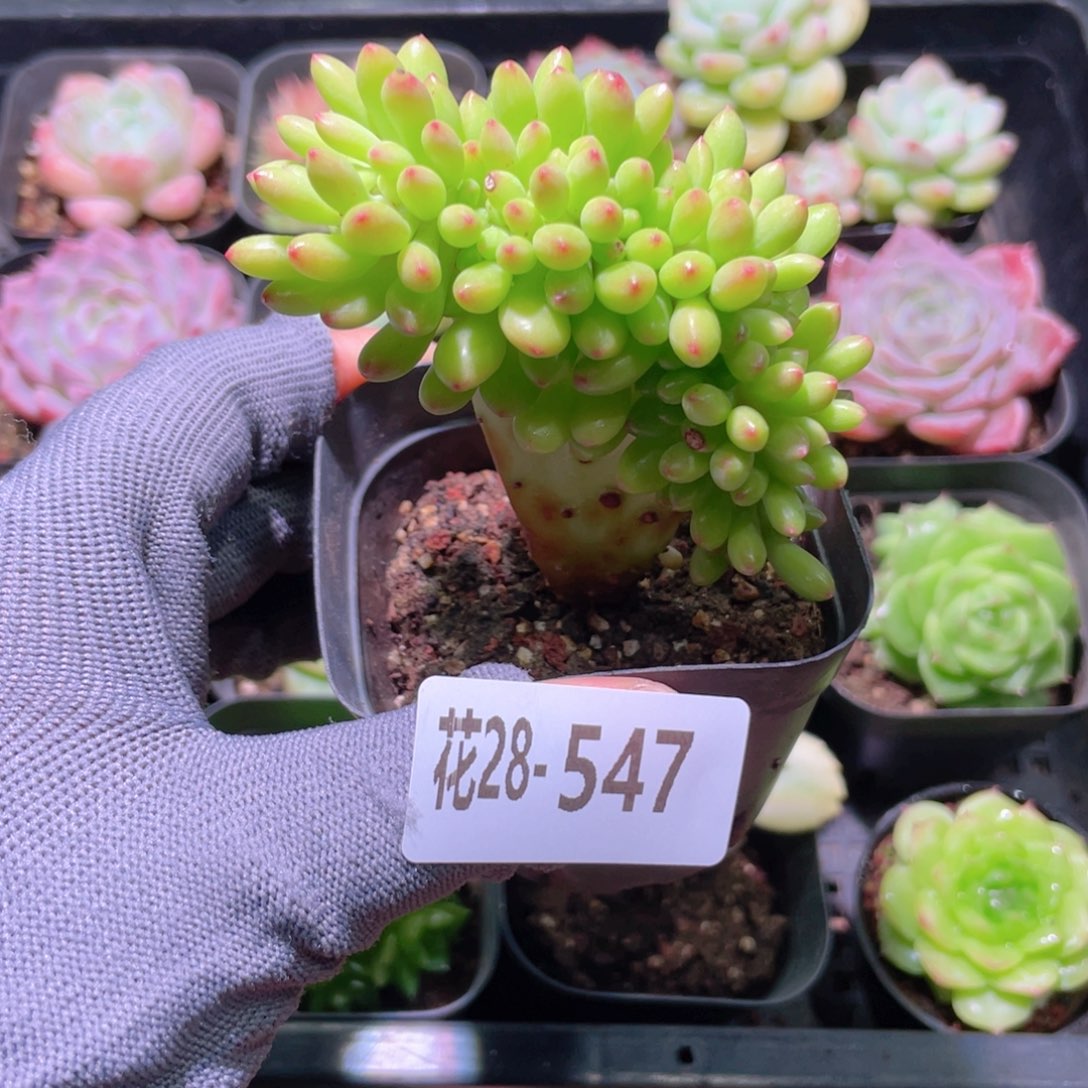 花利美28-547青松缀化