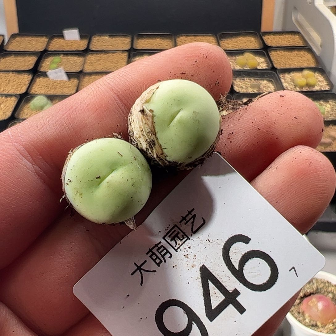 0000946 一物一拍……