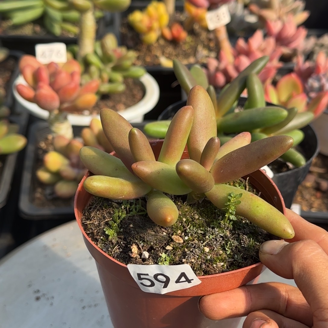 594号 一物一拍一物一拍