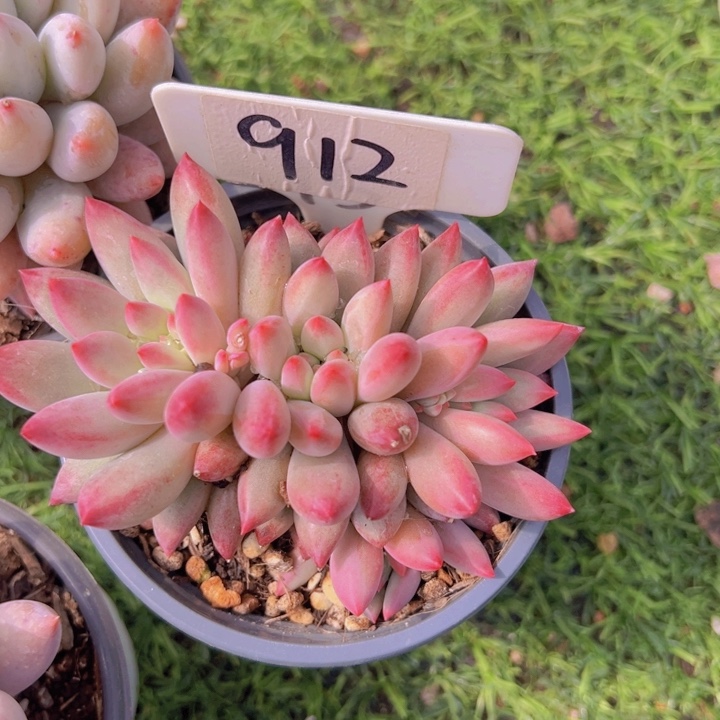 健健康康平平安安