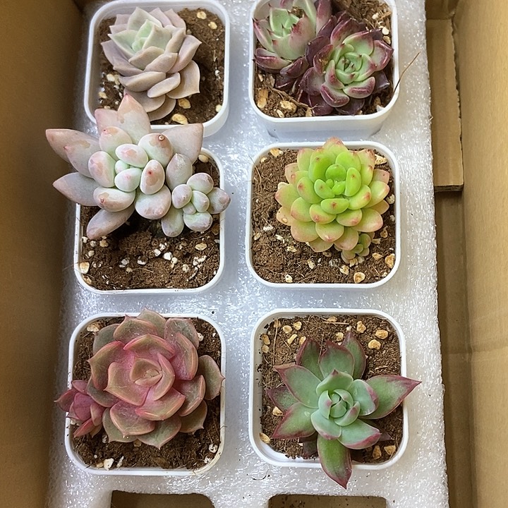 6颗一单包邮 3302