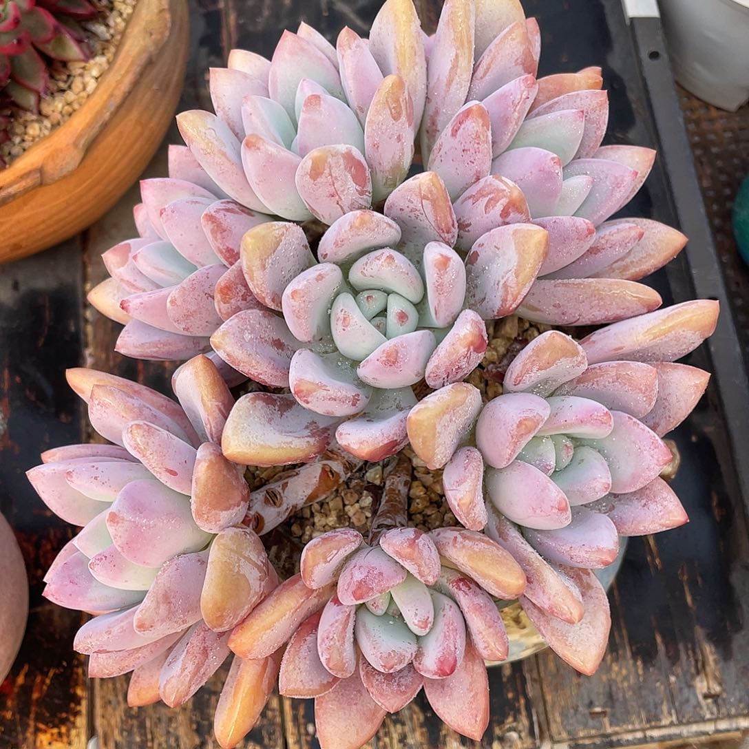 多肉植物一物一拍