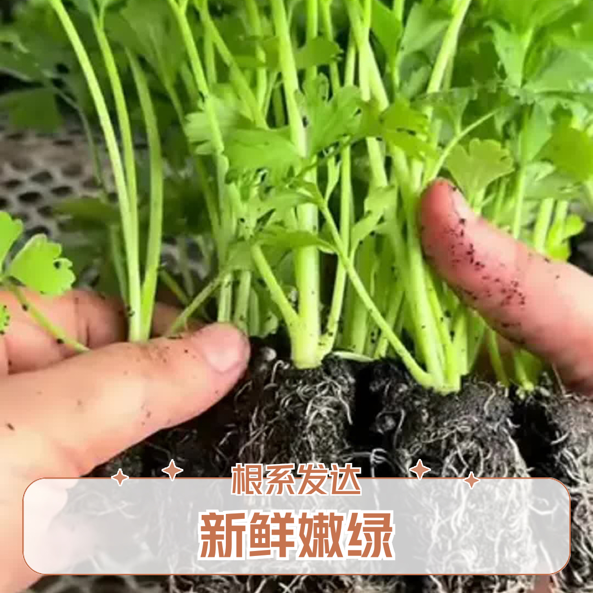 耐寒法国皇后带土西芹苗四季可种冬季适合秋冬农业季节蔬菜种植