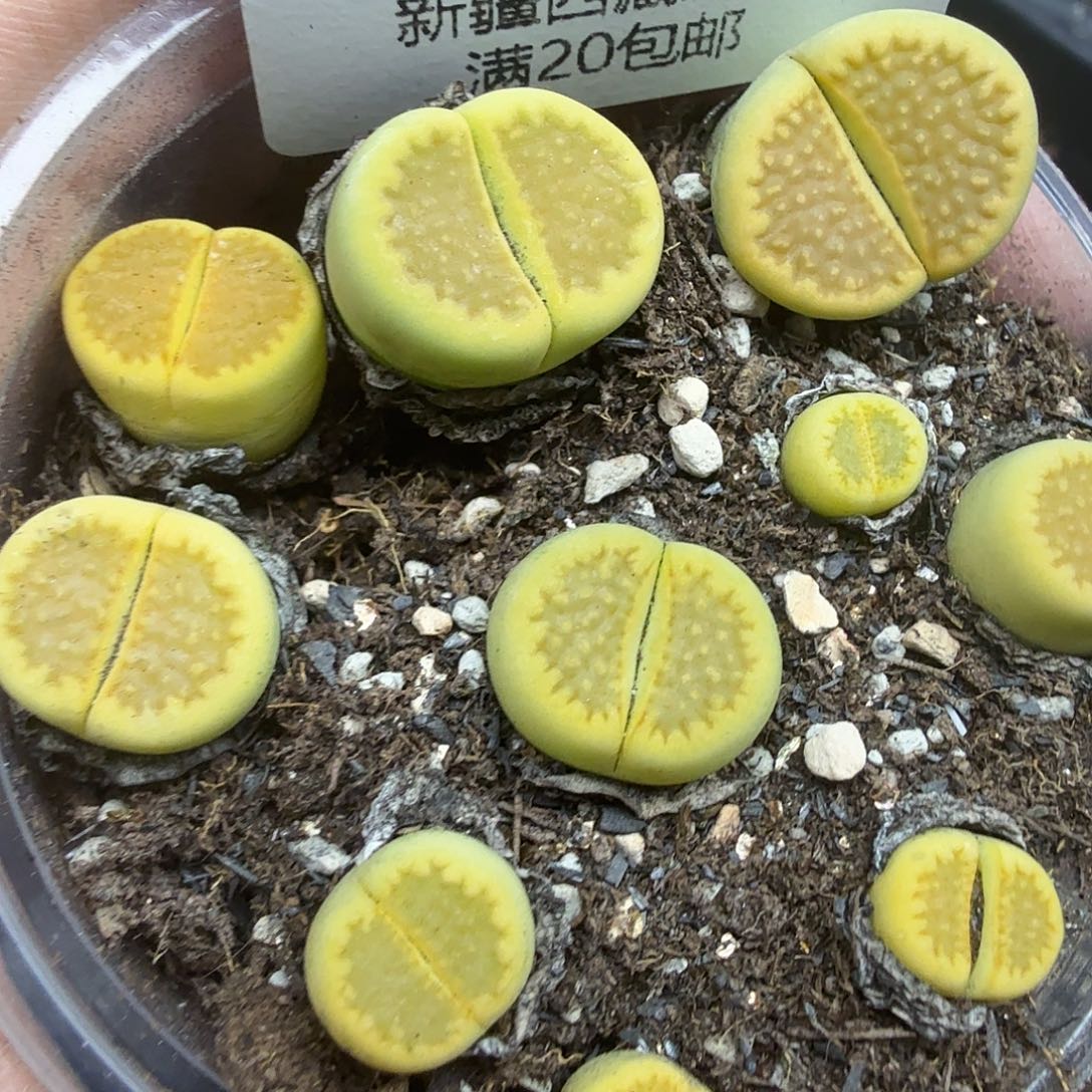 是的哦亲爱呢561的那个号