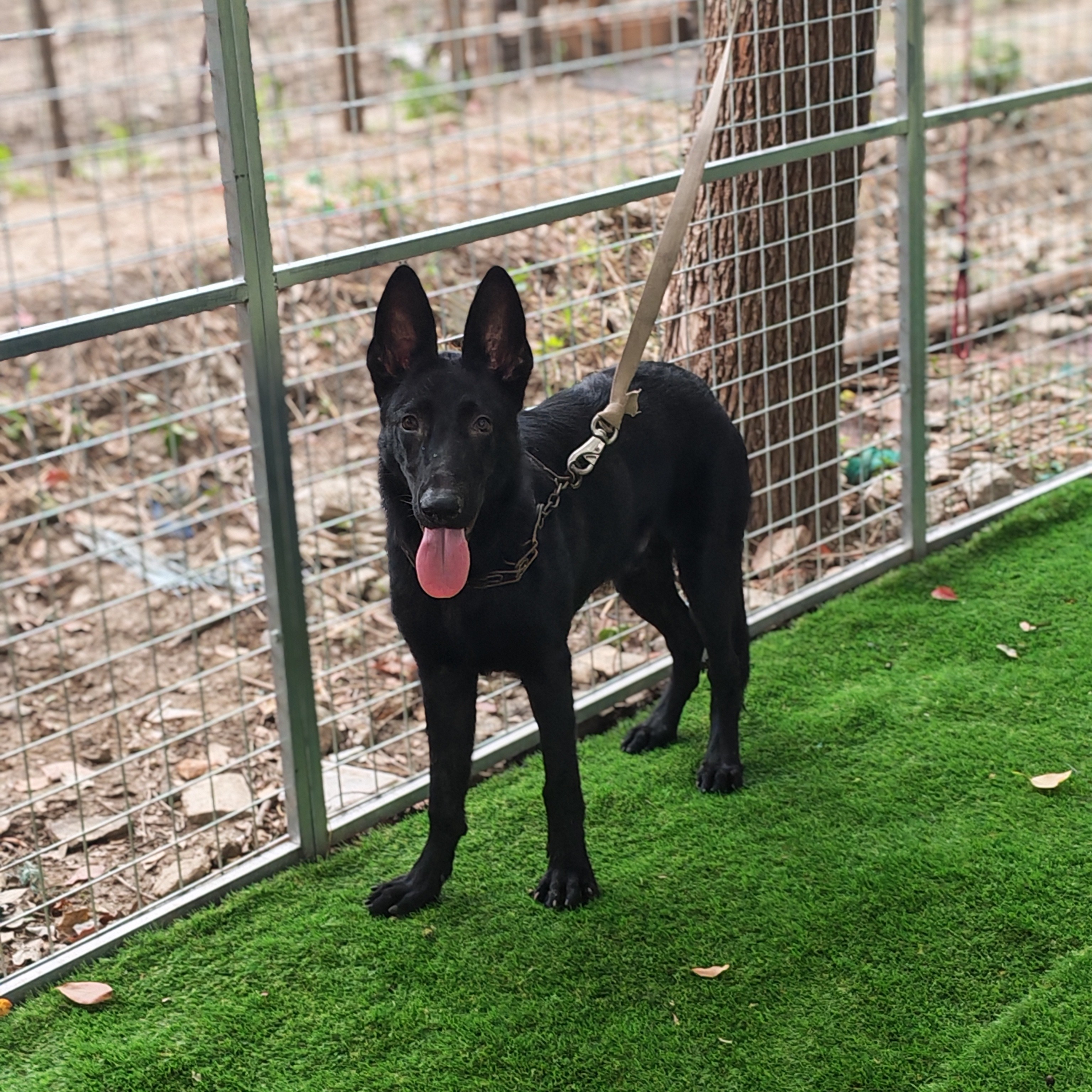 上海车界犬哥东德牧犬