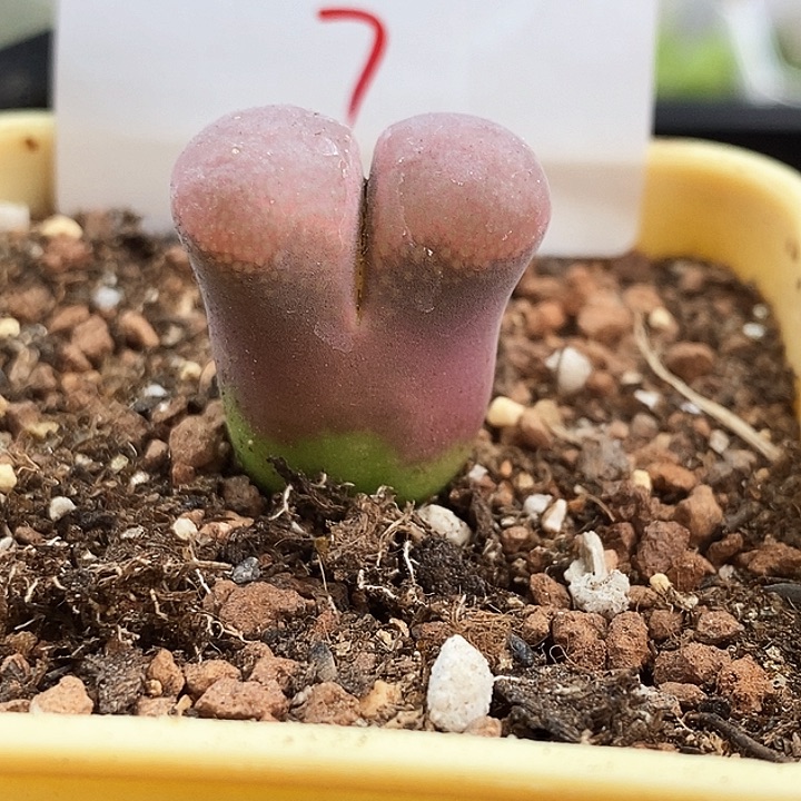 无花朵一物一拍-7-50k m啃哈德五年母本