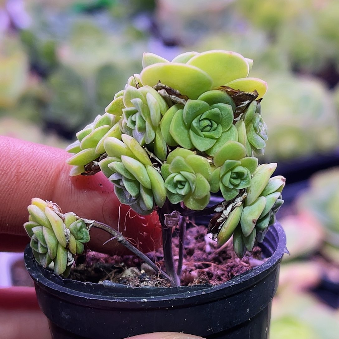 洛神小树 满28元非偏远包邮 多肉