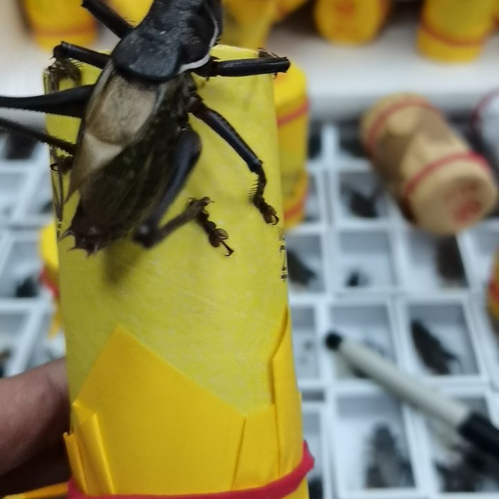 寻***郝建伟大包蝈蝈两条