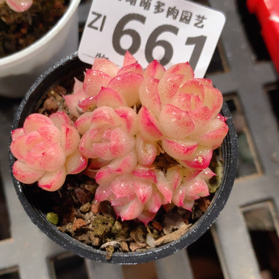 5CM拇指盆精控多肉ZI661