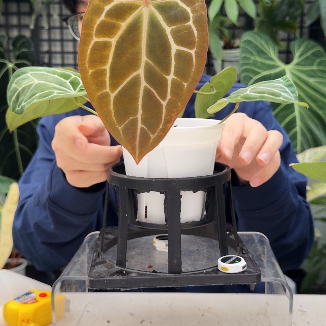 完全开放C132荧光贝斯杂龟