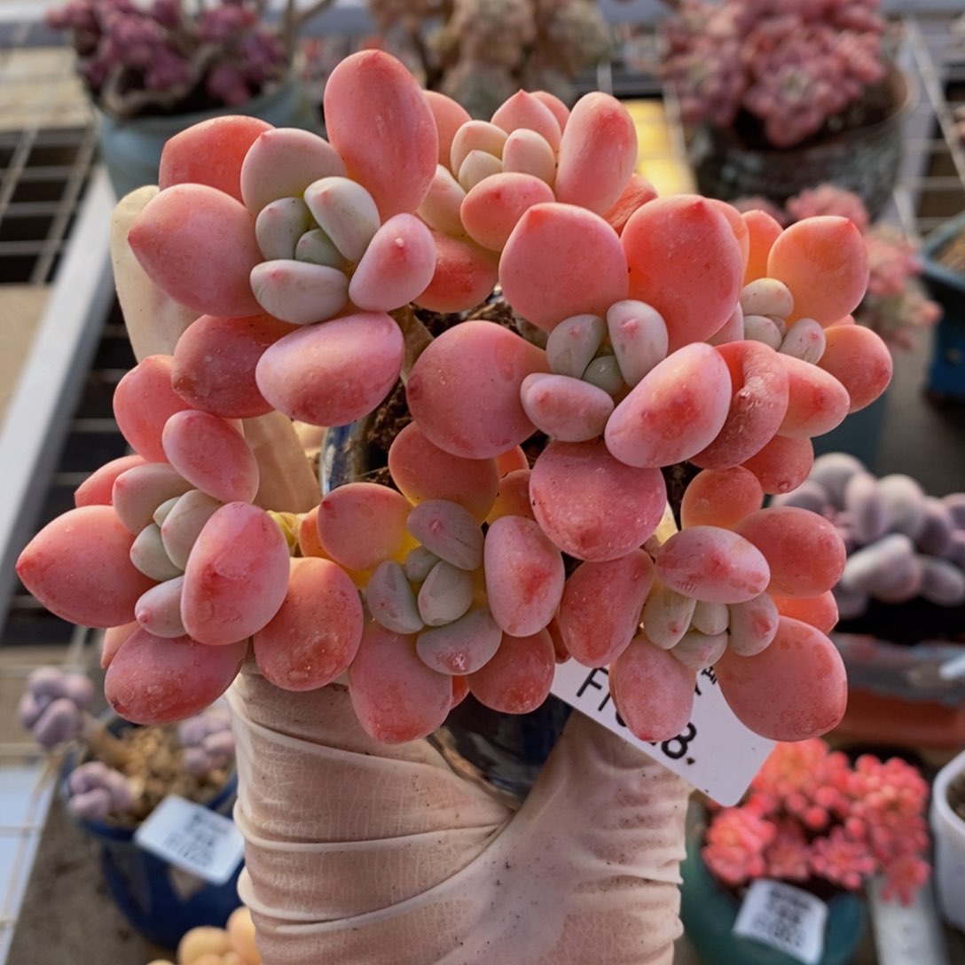 樱花洛神028/10cm