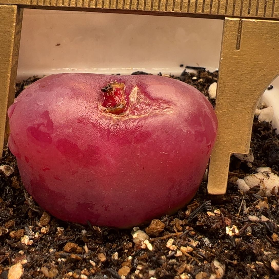 2.6厘米超级红毛多肉植物百科