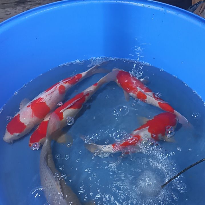 锦鲤50-55CM，进口鱼