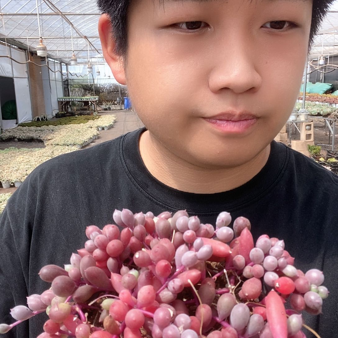 紫玄月带盆土特价