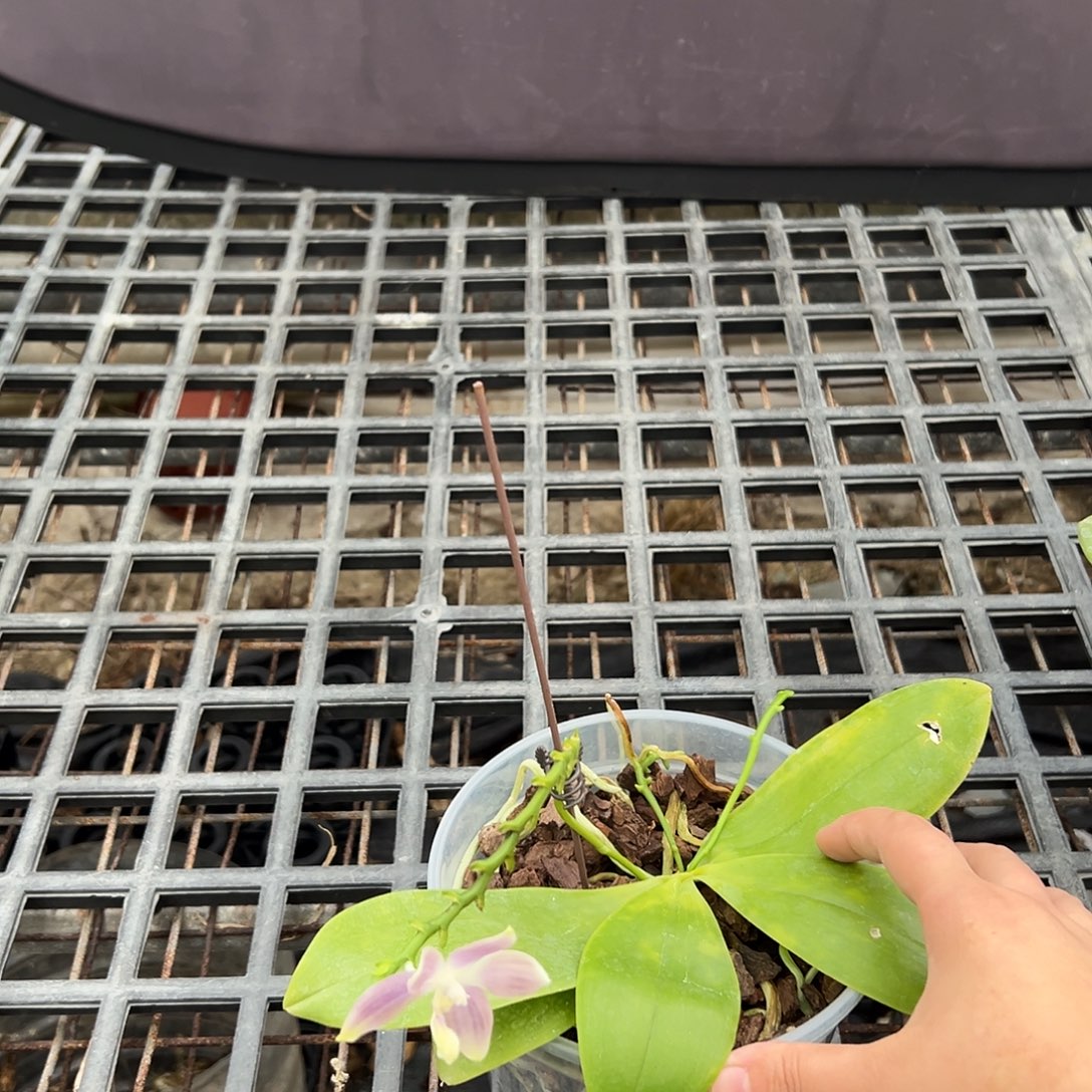 完全开放盾花蓝海星4.5叶子瑕疵