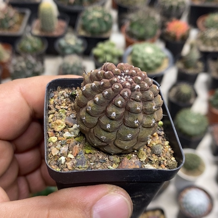 蜥蜴皮特价福利包邮