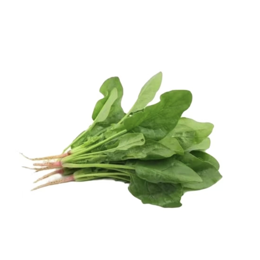 【小叶农场】本地生态种植现拔菠菜 京东或顺丰包邮