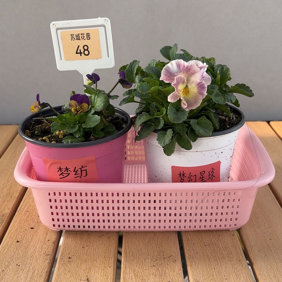 大部分开放少量花苞48