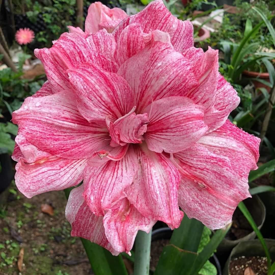 贵妇/安吉拉/笑脸/汤姆/买买买/捉迷藏/月之华/斑纹彩带/绝代尤物